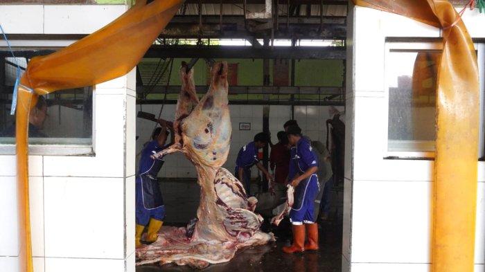 Petugas melakukan pemotongan Sapi kurban Presiden Prabowo Subianto yang sudah disembelih dalam beberapa bagian, di ruang penyembelihan Rumah Potong Hewan (RPH) Arjuna, Kota Bandung, Sabtu (7/6/2025).
