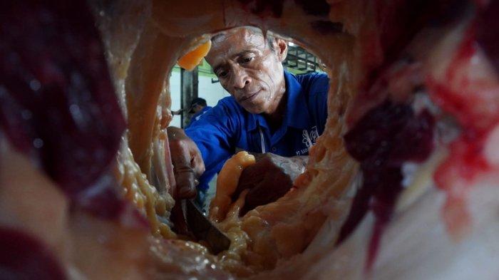 Petugas melakukan penyisitan Sapi kurban Presiden Prabowo Subianto yang sudah disembelih, di ruang penyembelihan Rumah Potong Hewan (RPH) Arjuna, Kota Bandung, Sabtu (7/6/2025).