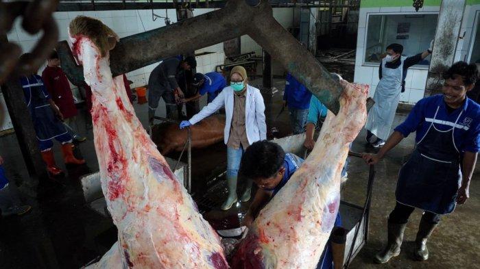 Dokter hewan mengawasi prosesi penyembelihan hingga pemotongan Sapi kurban Presiden Prabowo Subianto, di ruang penyembelihan Rumah Potong Hewan (RPH) Arjuna, Kota Bandung, Sabtu (7/6/2025).