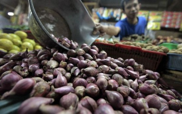 Bawang merah yang siap dipanen di polybag