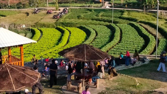 
Agrowisata Pakuwon, destinasi wisata alam yang terletak di kawasan Curug Cilengkrang, di Desa Pajambon, Kecamatan Kramatmulya, Kuningan. 