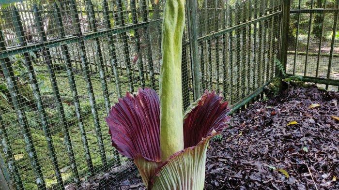 Bunga Bangkai Kolesi Kebun Raya Cibodas Mekar, Minggu (9/7/2023).