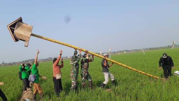 Babinsa Koramil Pabuaran bersama petani dan PPL Pertanian bangun rubuha cegah hama tikus.