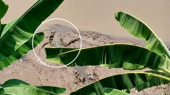 Penampakan buaya di Muara Sungai Cimandiri, Kampung Benteng, Desa Jayanti, Kecamatan Palabuhanratu, Kabupaten Sukabumi, membuat warga khawatir, mereka takut buaya itu menerkam.