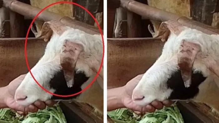 Geger, kambing bertanduk lima di Bogor, tingkah jadi sorotan