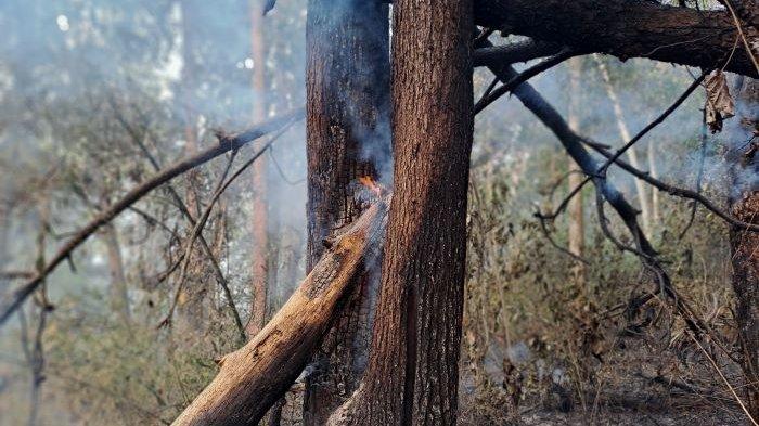 Kondisi kebakaran kawasan Hutan Pendidikan Kampus Institut Pertanian Bogor (IPB) Gunung Walat di Kecamatan Cibadak, Kabupaten Sukabumi, Jumat (1/9/2023).