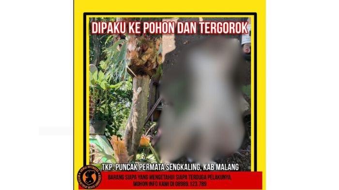 Kabar seekor kucing dipaku di pohon yang berlokasi di Malang, Jawa Timur, menjadi sorotan viral di media sosial.