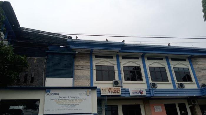 Kawanan monyet ekor panjang berada di atas gedung Unisba kampus III Sukaluyu, Kota Bandung, Rabu (28/2/2024).