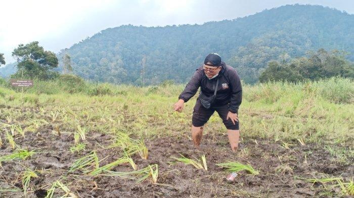 1,5 hektare lahan yang ditumbuhi bunga rawa langka, edelweiss rawa, di Rancaupas, Bandung, Rabu (8/3) rusak karena event motor trail. Econique Perhutani Alam Wisata selaku pengelola Ranca Upas, Ciwidey, Kabupaten Bandung menyatakan bakal melakukan sejumlah langkah, imbas dari kerusakan kawasan akibat event motor trail pada Minggu 5 Maret 2023.