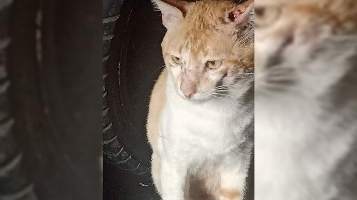 Kucing oyen yang menyerang warga di Kawasan Pakansari Cibinong, Kabupaten Bogor hingga membuat tiga orang terluka, Minggu (28/1/2024).