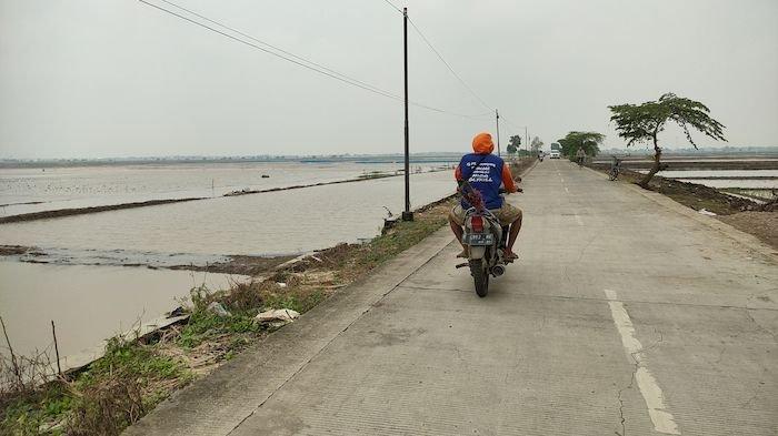 Lahan persawahan di Kecamatan Gegesik, Kabupaten Cirebon yang terdampak banjir.