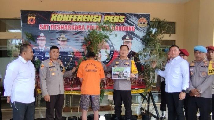 Tersangka MTS (60) di Mapolresta Bandung, Senin (12/2/2024). Kakek setengah abad lebih ini nekat menanam pohon ganja di  rumahnya. Ia pun terpaksa harus menanggung risiko berhadapan dengan aparat penegak hukum.