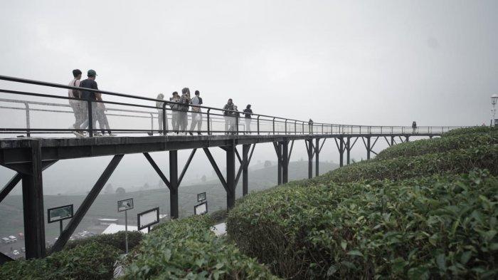 Suasana Nimo Highland yang dipenuhi hamparan daun teh dan kabut. Tempat wisata di Pangalengan ini viral media sosial.