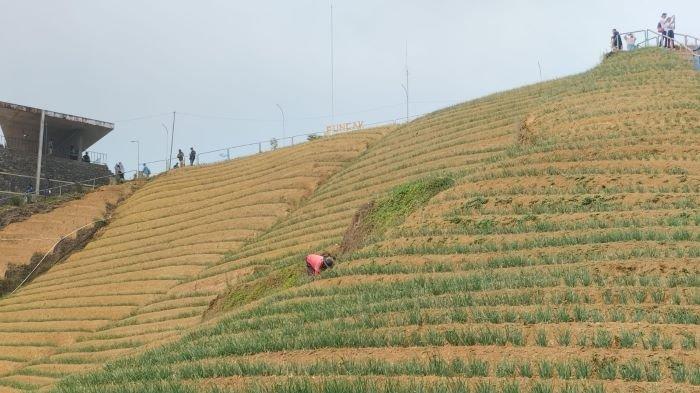 Suasana objek wisata Terasering Panyaweuyan di Kecamatan Argapura, Kabupaten Majalengka, Senin (25/12/2023).