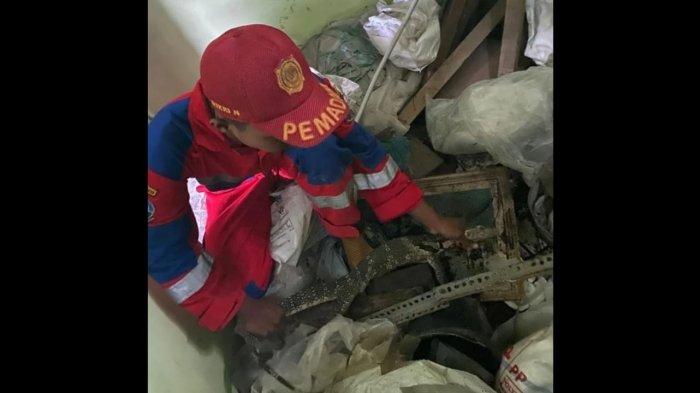Biawak Hebohkan Rumah di Tasikmalaya, Diduga Tikus dan Agresif Saat Dievakuasi