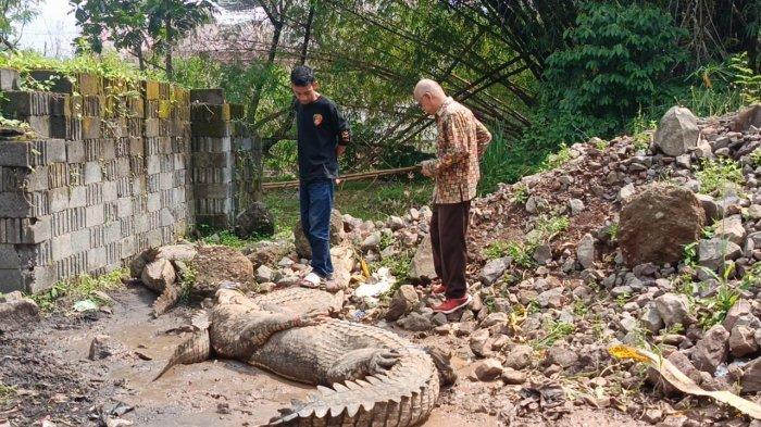 Puluhan Buaya di penangkaran Kampung Gunung Calung, Kelurahan Sayang, Kecamatan Cianjur, Kabupaten Cianjur lepas, Kamis (3/10/2024)