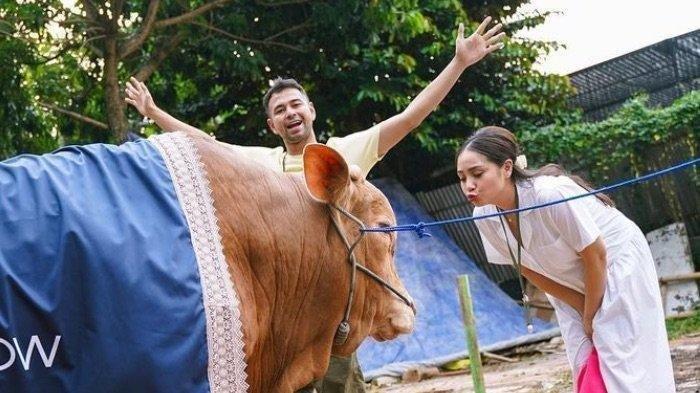 Pasangan selebritas Raffi Ahmad dan Nagita Slavina menerima kiriman sapi berbobot besar dan berukuran raksasa jelang perayaan Iduladha 2023, Rabu (28/6/2023). Sapi yang siap dikurbankan di Hari Raya Iduladha, Kamis (29/6/023)