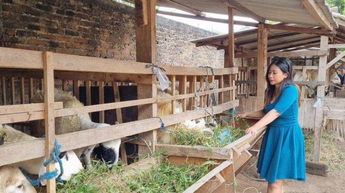 Penjual kambing menawarkan dagangan menggunakan SPG di Kasihan, Bantul.