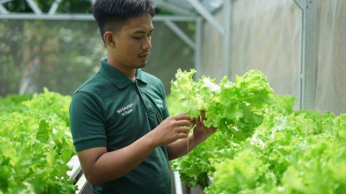 Program Sharp Hydro Heroes, inisiatif tanggung jawab sosial perusahaan (CSR) dari Sharp Electronics Indonesia, baru-baru ini berhasil melaksanakan panen perdana dengan hasil yang memuaskan. Program pelatihan yang dimulai pada November 2024 ini telah sukses mencetak generasi muda yang siap berkontribusi dalam sektor pertanian berkelanjutan, khususnya dalam bidang pertanian hidroponik.