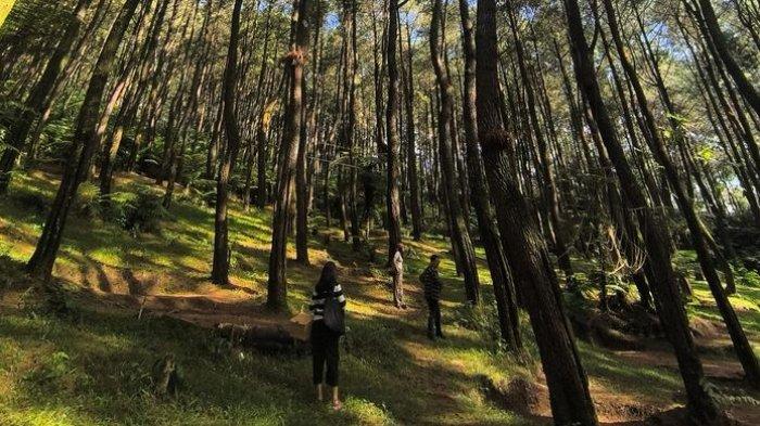 Suasana hutan pinus di wisata alam Ujung Aspal yang berada di Desa Pusakamulya, Kecamatan Kiarapedes, Kabupaten Purwakarta, Jawa Barat.