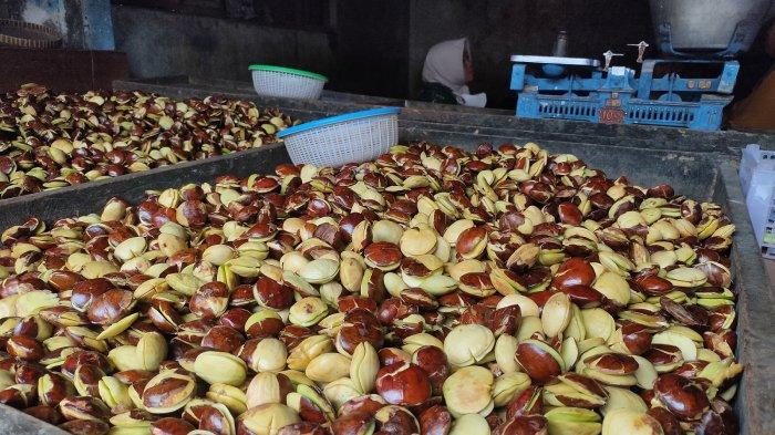 Waduh, Harga Jengkol di Majalengka Lebih Mahal dari Daging Ayam, Tembus ...