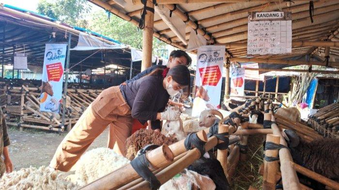 Tim Pemeriksa hewan kurban DKPP Kota Bandung, saat periksa domba di Jalan Balonggede