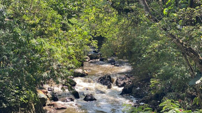 Tumpukan kotoran sapi perah yang sudah mengering yang kemudian dibagikan kepada petani sekitar sebagai pupuk organik dan Sungai di Desa Cikidang maupun Maribaya Bandung Barat yang bewarna hijau tercemar kotoran sapi