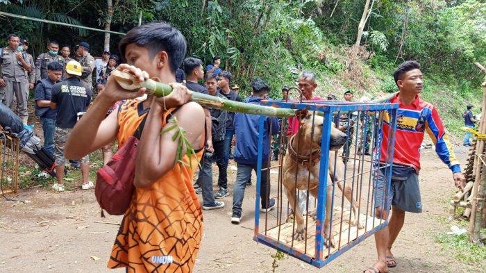 GEREBEK ADU BAGONG - Suasana saat sejumlah petugas gabungan di Kabupaten Pangandaran menertibkan arena adu bagong, Minggu (6/4/2025)