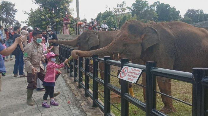 Pengunjung memberi makan gajah Sumatera yang menjadi koleksi satwa baru Lembang Park and Zoo di Jalan Kolonel Masturi, Kabupaten Bandung Barat, Minggu (13/6/2021).
