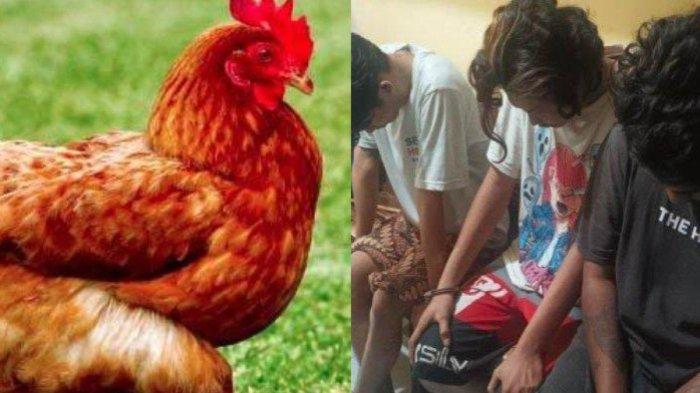 Menjelang pernikahannya, calon pengantin pria itu nekat mencuri ayam. Begini nasibnya sekarang.