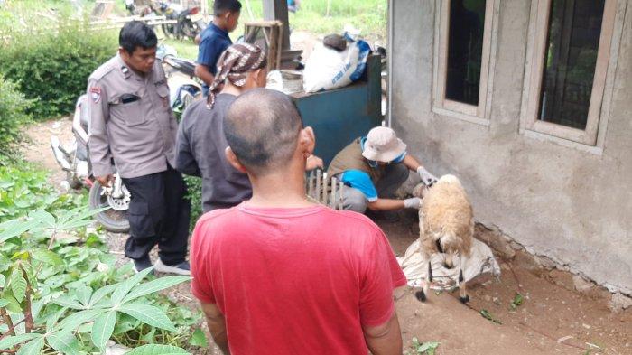 DIMANGSA ANJING - Dokter hewan dari wilayah Kabupaten Tasikmalaya ketika memeriksa hewan ternak milik warga di Kampung Jaksi, Desa Tanjung Barang, Cikatomas, Jumat (7/2/2025). 7 ekor domba ditemukan mati di kandang karena serangan anjing liar, sementara 23 domba yang juga diserang akhirnya disembelih pemiliknya.
