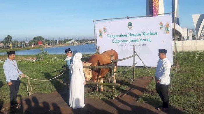 Gubernur Jabar, Ridwan Kamil dan Atalia Praratya berikan sapi kurban jenis Simental berbobot 980 kilogram di Masjid Al Jabbar, Kamis (29/6/2023)