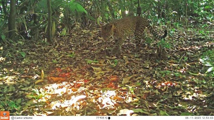 Macan Tutul Jawa terekam kamera trap milik SCF di kawasan Pegunungan Sanggabuana, Kecamatan Sukatani, Kabupaten Purwakarta, Jawa Barat.