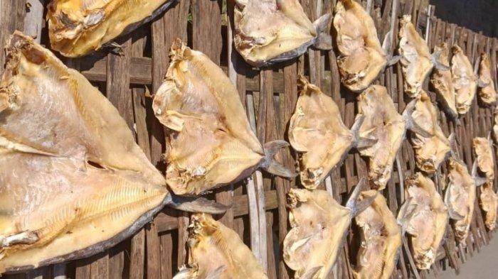 Proses penjemuran ikan asin jambal roti di Pantai Timur Pangandaran, Jumat (26/4/2024).