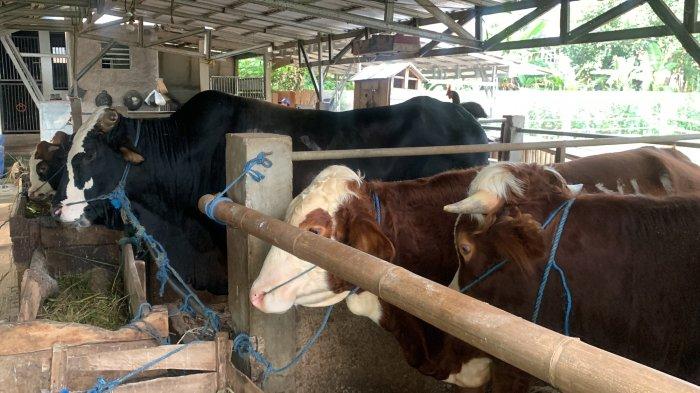 Jelang Hari Raya Idul Adha 1445/2024 sejumlah penternak atau penjual hewan kurban di Kabupaten Cianjur mulai menerima pesanan dari sejumlah wilayah hingga luar daerah, Minggu (19/5/2024)