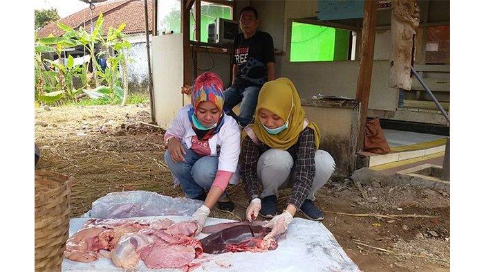 Petugas dari Dinas Peternakan dan Perikanan Ciamis memeriksa hati sapi kurban di lokasi kurban Lingkungan Bolenglang RT 04/05 Ciamis, Minggu (11/8/2019) siang. Dari dua ekor sapi kurban yang disembelih di RT itu dinyatakan tak ada yang mengidap penyakit cacing hati (fasciola hepatica).  
 