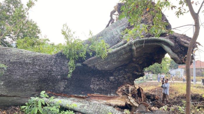 Pohon randu gede di Kelurahan Margadadi, Kecamatan/Kabupaten Indramayu tumbang, Minggu (5/1/2025)