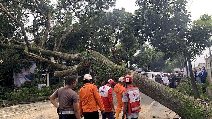 Pohon tumbang dan menutupi badan jalan di Jalan Raya Sukabumi tepatnya di Kampung Ciendeur, Desa Ciwalen, Kecamatan Warungkondang, Kabupaten Cianjur, Senin (29/1/2024).