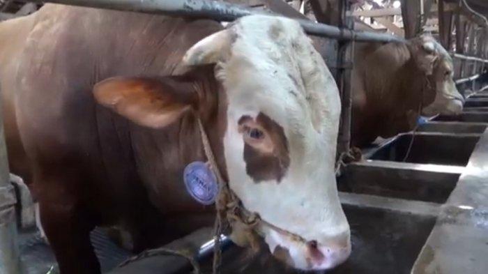 Lakukan Antisipasi, Pemkab Bandung Barat Stop Distribusi Sapi dari ...