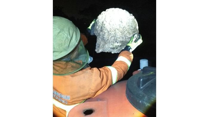 Warga Kediri Melihat Sarang Tawon Raksasa