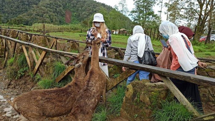 Serunya Wisata Foto dan Memberi Makan Rusa di Ranca Upas, Kesejukan dan Kesegaran Alam