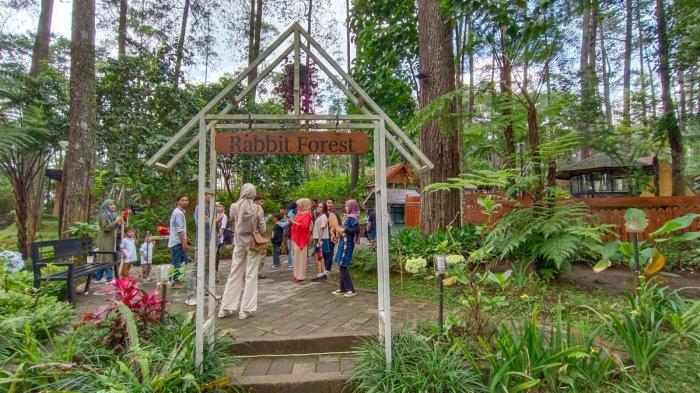 Suasana pengunjung yang bermain dengan hewan di Rabbit Forest di kawasan Orchid Forest Cikole.