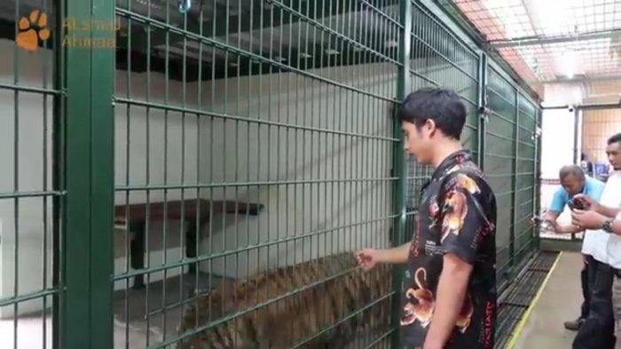Tangkapan layar dari video, Alshad Ahmad saat bersama harimau benggala di kediamannya Kota Bandung.