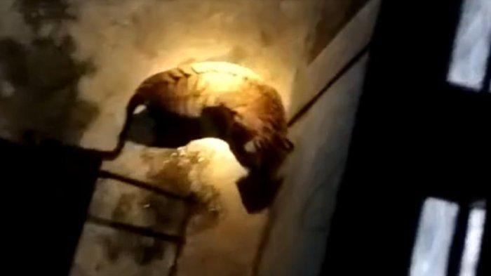 Penampakan harimau yang meneror di Dusun 3 Sungai Mungkal, kampung Penyengat, kecamatan Sungai Apit, kabupaten Siak Rabu (6/3/2024) malam