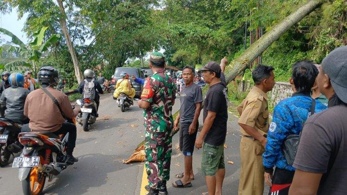 Satu batang pohon pinus di Jalan Raya Bandung-Cirebon, tepatnya di Cigendel, Kecamatan Pamulihan, Kabupaten Sumedang, tumbang hingga menimpa pengendara sepeda motor membonceng tiga orang yang tengah melintas, Senin (9/12/2024) pagi.