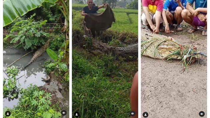 Kumpulan video yang menayangkan buaya lepas di Cianjur, Jawa Barat, hingga mendatangi permukiman warga, beredar viral di media sosial.