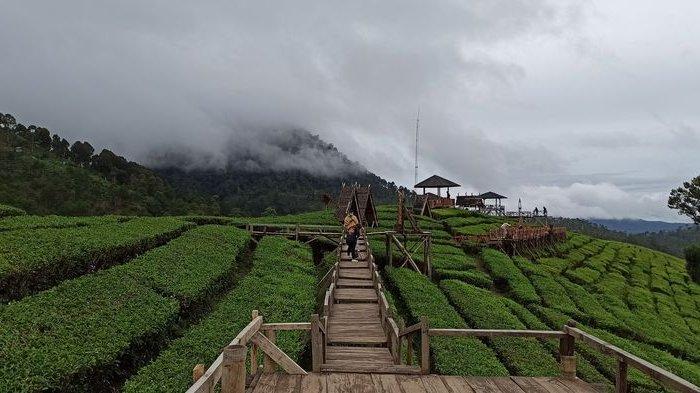 Wisata Wayang Windu Panenjoan, Segarkan Mata dengan Hamparan Kebun Teh Bak Permadani