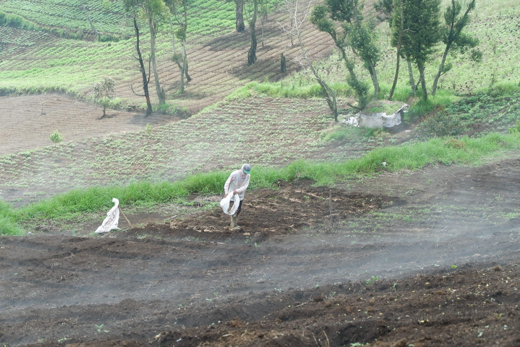 Kebun Teh Berubah Jadi Sayur, Dedi Mulyadi Beri Peringatan Keras