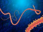 belum-usai-kasus-virus-corona-kini-muncul-virus-ebola-sama-sama-mematikan.jpg
