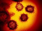 virus-corona-sars-cov-2.jpg